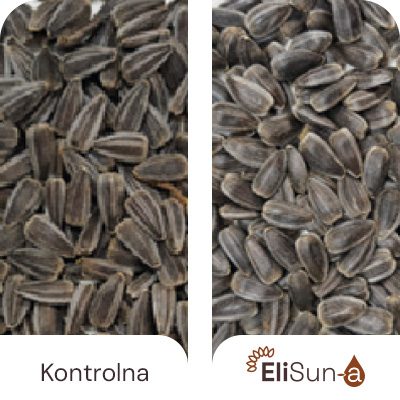 Više oplođenih cvetova (+5%)