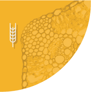 Orzo icon