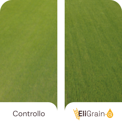 EliGrain-a Orzo Più resistenza allo stress idrico