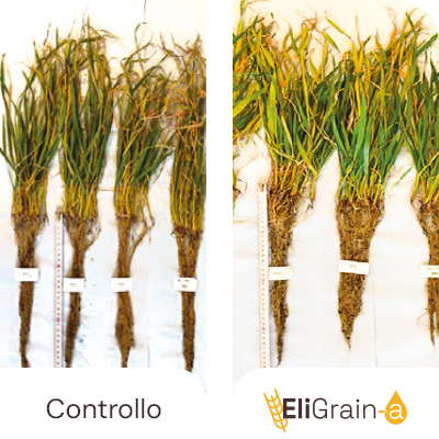 EliGrain-a Orzo Stimolazione radicale e fogliare