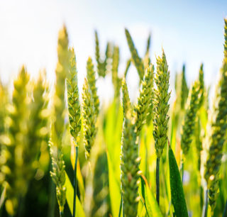 Grano senza stress idrico