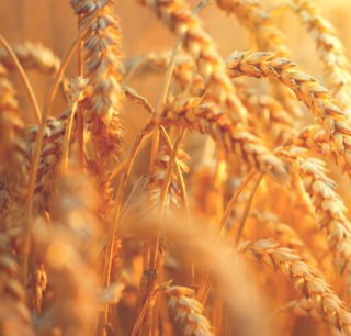 Grano pronto per la raccolta