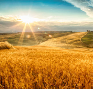 Campo di grano senza stress idrico