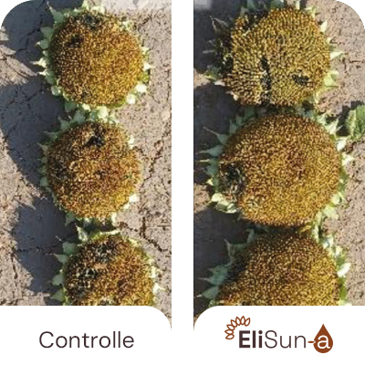 Aumento delle dimensioni delle teste di girasole