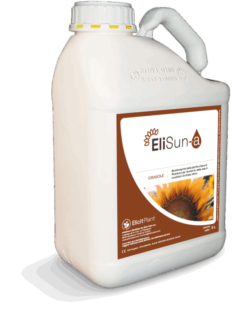 EliSun-a Girasole