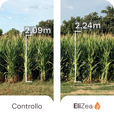 EliZea Mais da Insilato Maggiore biomassa