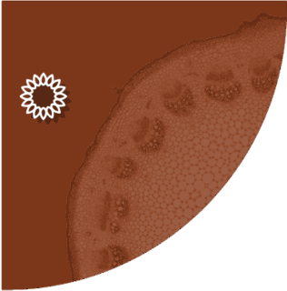 Logo Girasole