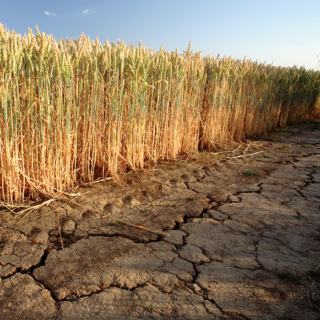 Campo di grano assetato