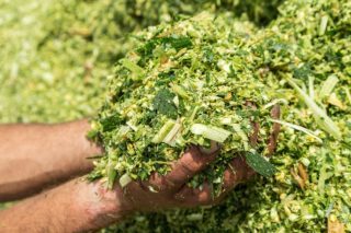 usitnjeni kukuruz za silažu bez vodnog stresa