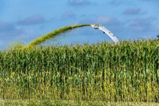 žetva kukuruza za silažu bez vodnog stresa