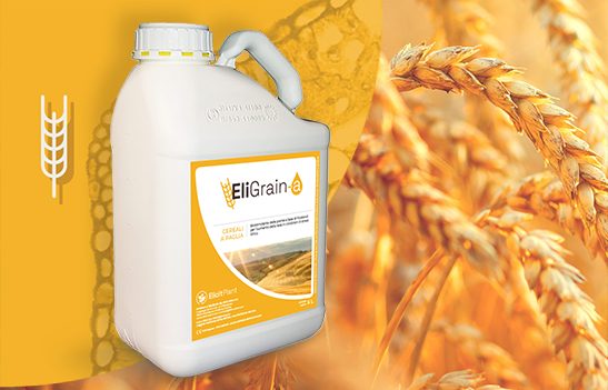 Isti proizvod za pšenicu