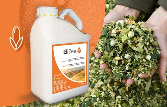 Isti proizvod za kukuruz silažu