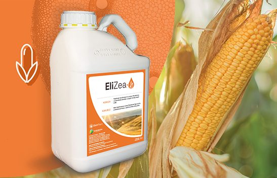 Isti proizvod za kukuruz zrno