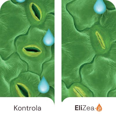 Djelomično zatvaranje pora