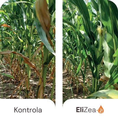 Efekt zadržavanja zelene boje