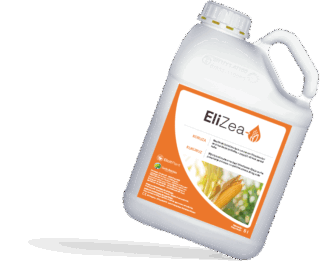 EliZea za vodeni stres kukuruza zrna