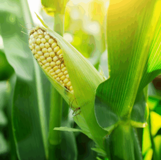 klip kukuruza bez vodnog stresa