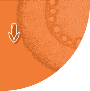 EliZea za kukuruz zrno