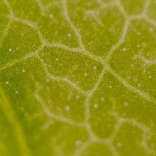 krupna slika puči na listu