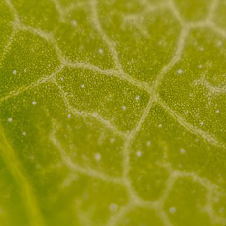 krupna slika puči na listu