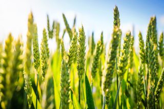 pšenica bez vodnog stresa