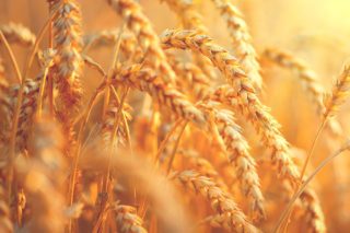 pšenica bez vodnog stresa spremna za žetvu