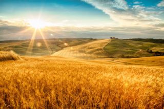 polje pšenice bez vodnog stresa