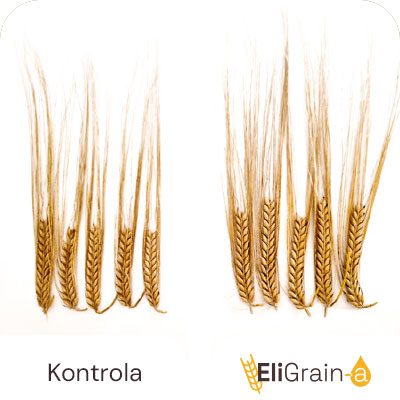 Poboljšana plodnost klasa