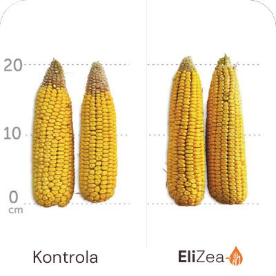 Povećana veličina klasa i masa tisuću zrna