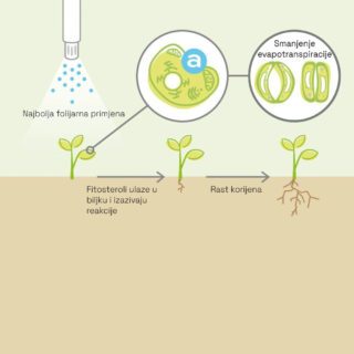 shema djelovanja fitosterola