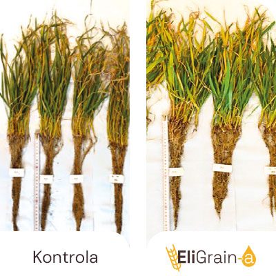 Stimulacija korijena i lista