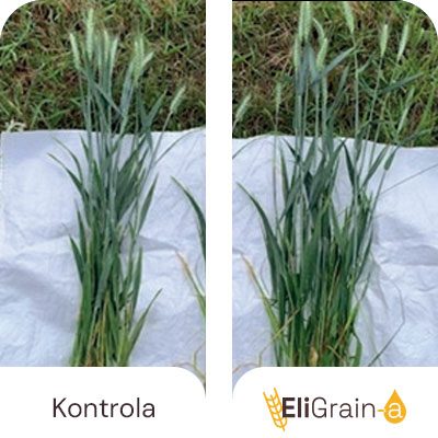 Stimuliranje fotosintetičke aktivnosti