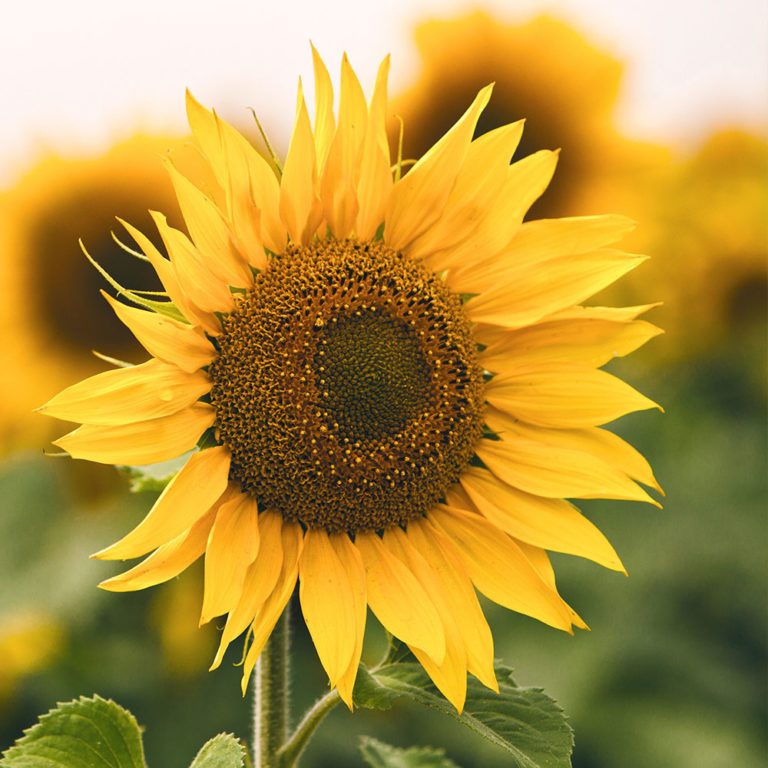 suncokret bez vodnog stresa