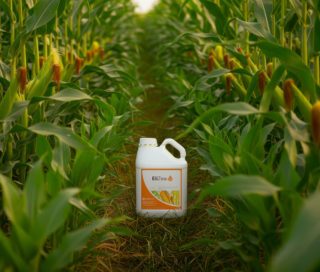 EliZea in corn field