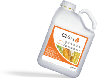 EliZea za vodeni stres kukuruza zrna