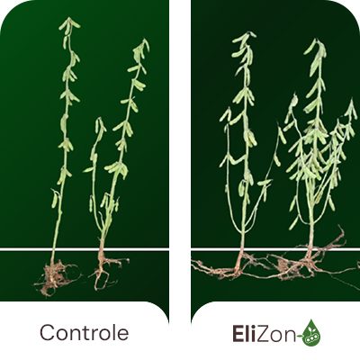 Desenvolvimento radicular