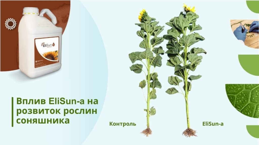 Вплив EliSun-a на розвиток рослин соняшника