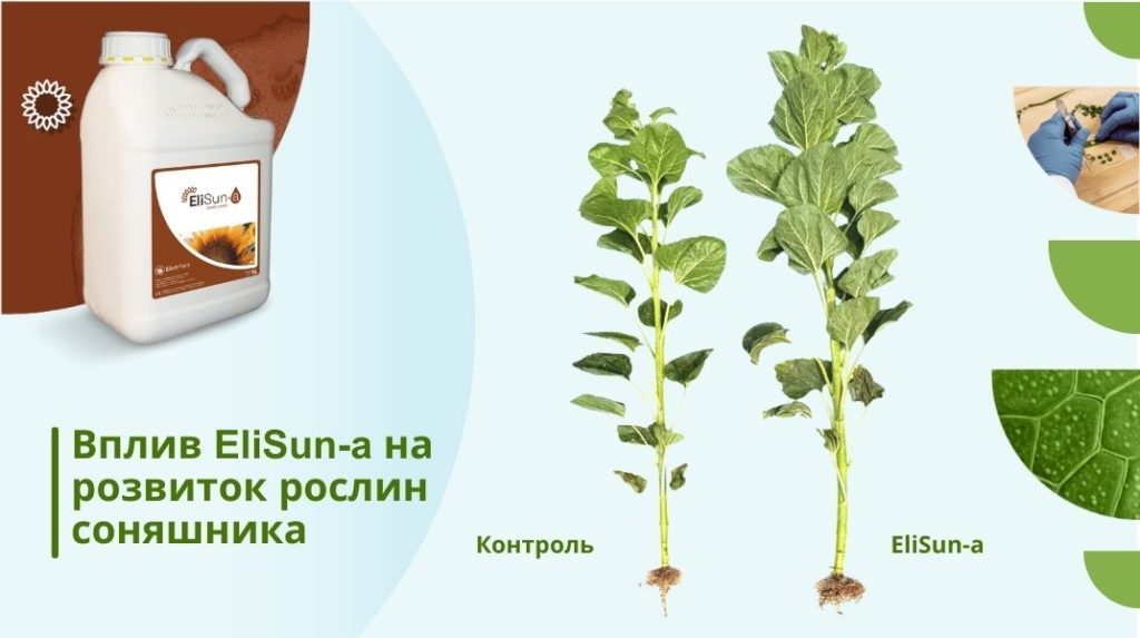 розвиток рослин і стабільний приріст урожайності з EliSun-a
