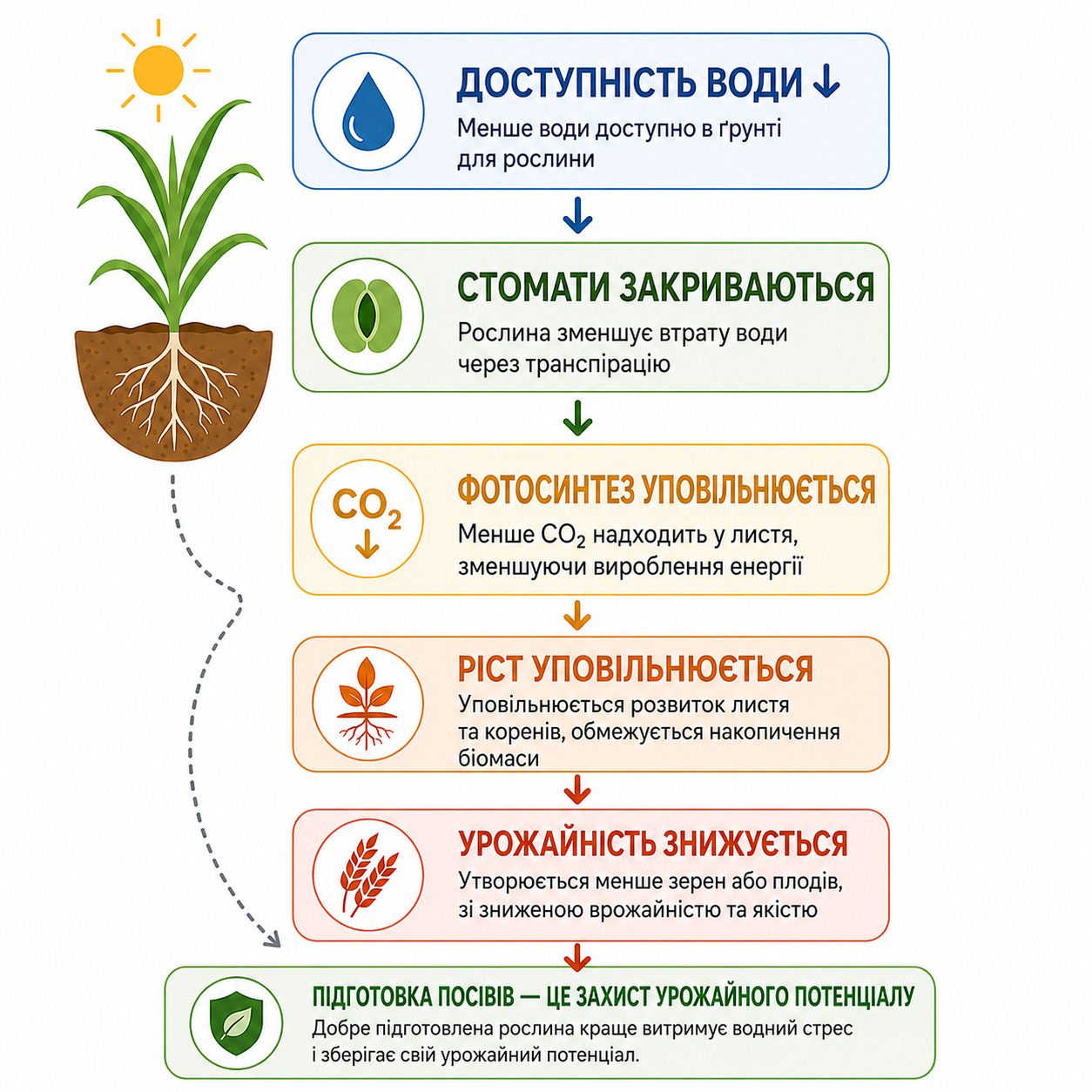 фотосинтез