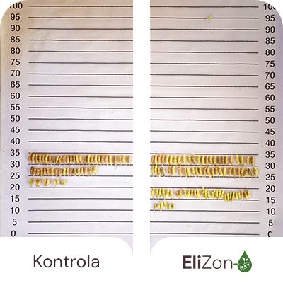 Większa liczba strąków i więcej nasion na strąk (poprawa MTZ)