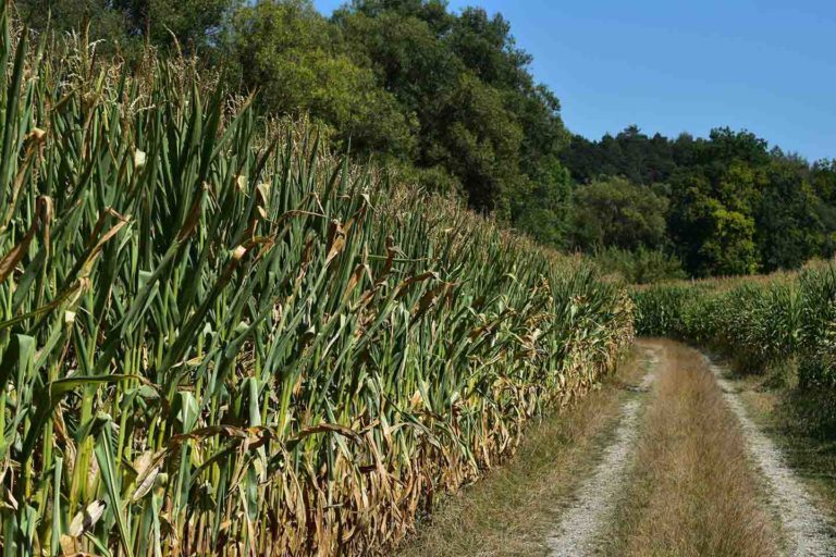 A vízhiány a világ mezőgazdasági területeinek közel 40%-át érinti