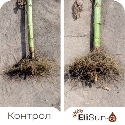 Benefits-EliSun-a-Increased-Root-Mass