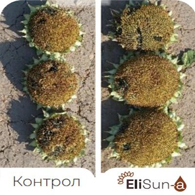 Benefits-EliSun-a-Larger-Head-Size