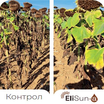 Benefits-EliSun-a-Stay-Green-Effect