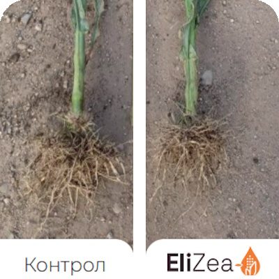 Benefits-EliZea-Root-Mass