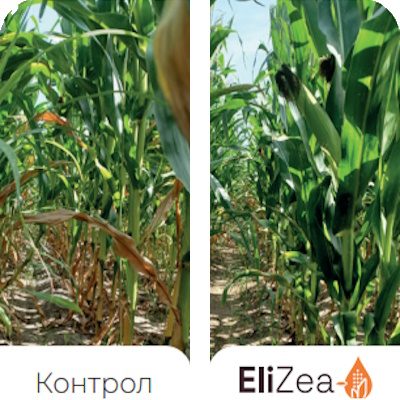 Benefits-EliZea-Stay-Green