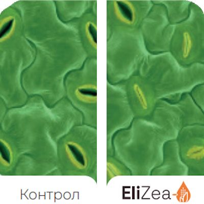 Benefits-EliZea-Stomata