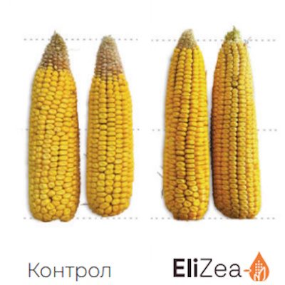 Benefits-EliZea