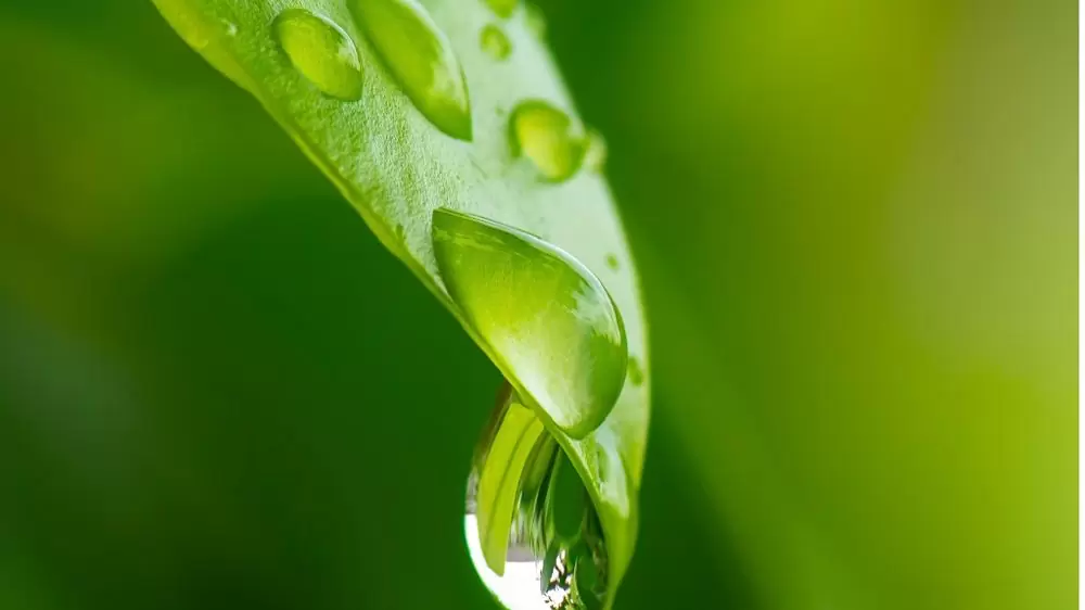 Царевично листо с капка вода