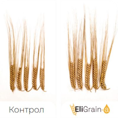 Advantages-EliGrain-a-Improved-spike-fertility